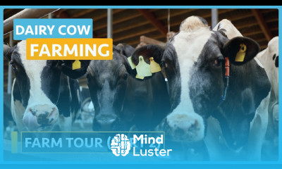 Dairy Cow Farming Lesson 23 Farm Tour Part 2