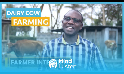 Dairy Cow Farming Lesson 25 Farmer Interview
