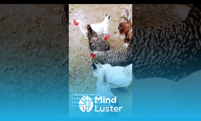 backyardchickens chicken foodsecurity layinghens