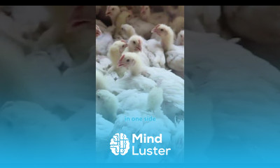 Effects of the sun rays broiler poultry farm poultryhouse chicken poultrymanagement