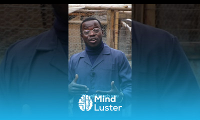 Successful Layers Farming layinghens poultryfarming chickenfarming agribusiness