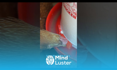 Key Performance Indicators poultryfarming layinghens chickenfarming poultrymanagement