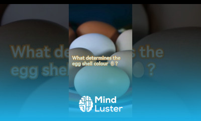 The earlobe is a helpful guide for predicting eggshell colour layinghens poultryfarming chicken