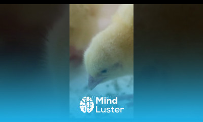 Brooding Requirements for your chicks broilerchickenfarming poultryequipment brooding