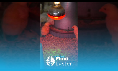 Heater to Chick Ratio in the brooder broilerchickenfarming poultryfarming brooding