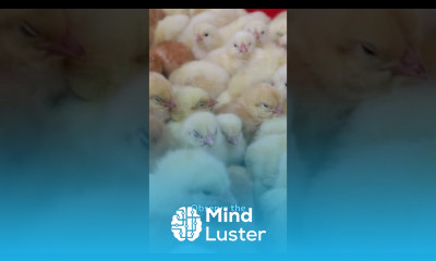Monitoring Your Chicks in the brooder broilerchickenfarming poultryfarming brooding