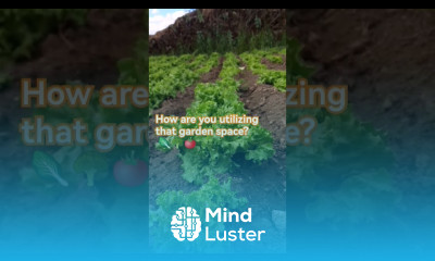 Making use of your garden space kitchengarden vegetablefarming gardening lettucegrow