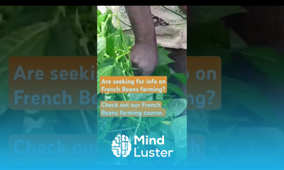 French beans farming frenchbeans farminglife onlinelearning