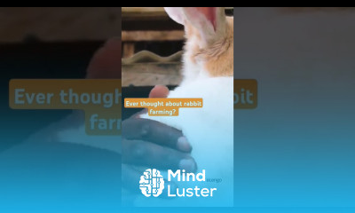 Consider Rabbit Farming if you have small space rabbitfarming farming farminglife agribusiness