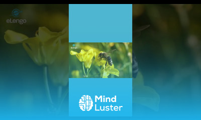 Bee presence during flowering in watermelon farming watermelonfarming pollinations bees farming