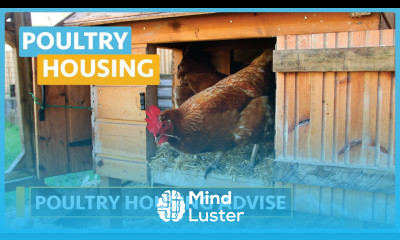 Poultry House Construction Lesson 3 Experts final word