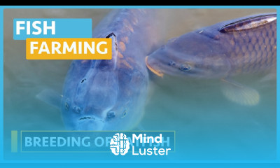 Fish Farming Course Lesson 4 Breeding of Catfish Water Requirements