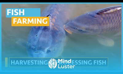 Fish Farming Course Lesson 5 Harvesting Processing and Markets