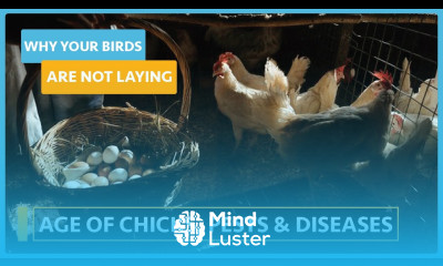 Why my birds are not Laying Lesson 2 What other factors play a role