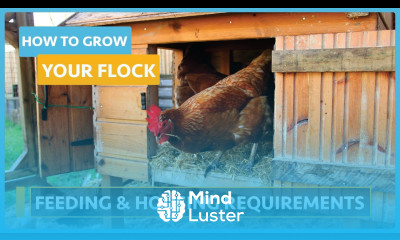 How to Grow you Flock Lesson 5 Housing Requirements and Feeding