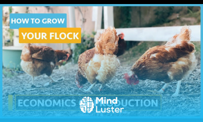 How to grow your flocks Lesson 7 Economics of Growth