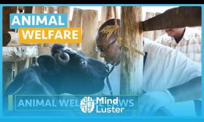 Animal Welfare Lesson 4 Animal Welfare Laws