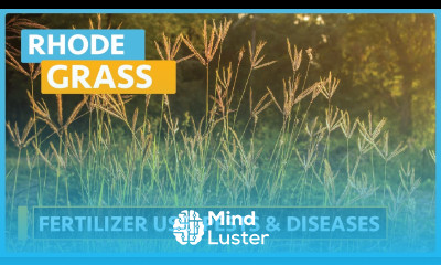 Rhode Grass Farming Lesson 3 Fertilizer use Pest and Diseases