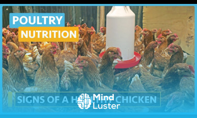 Poultry Nutrition Lesson 7 Signs of a Healthy Chicken