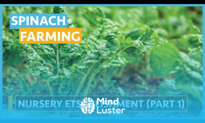 Spinach Farming Lesson 2 Nursery Establishment Direct Planting