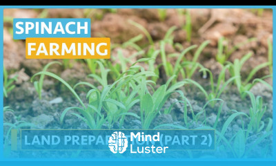 Spinach Farming Lesson 6 Land Preparation Part 2