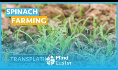 Spinach Farming Lesson 7 Transplanting