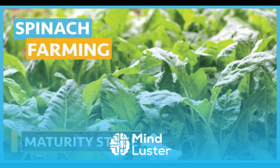 Spinach Farming Lesson 11 Maturity Stage