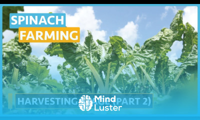 Spinach Farming Lesson 13 Harvesting Stage Part 2