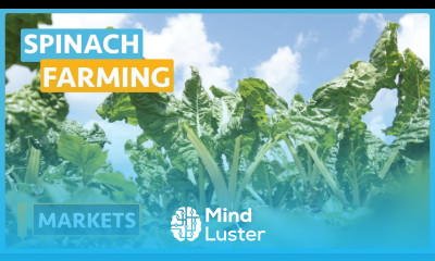 Spinach Farming Lesson 14 Markets