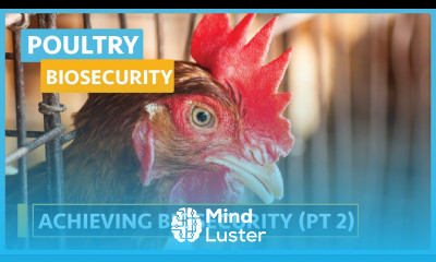 Poultry Bio security Video 3 How to Achieve Bio security Advice