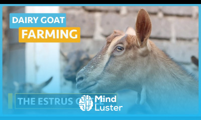 Dairy Goat Farming Lesson 5 Estrus Cycle
