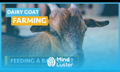 Dairy Goat Farming Lesson 9 Feeding a Kid