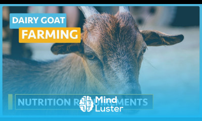 Dairy Goat Farming Lesson 11 Nutrition Requirements