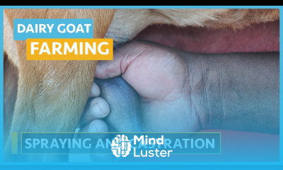 Goat Farming Course Lesson16 Spaying and Castration