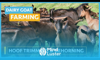 Dairy Goat Farming Lesson 17 Hoofing Trimming and Dehorning