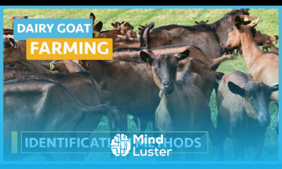 Dairy Goat Farming Lesson 18 Identification Methods