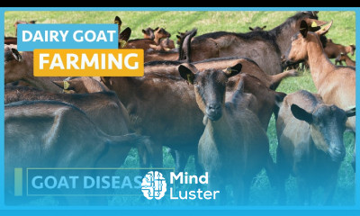 Dairy Farming Course Lesson 20 Diseases