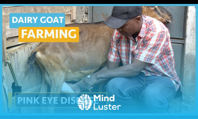 Dairy Goat Farming Lesson 24 Pink Eye