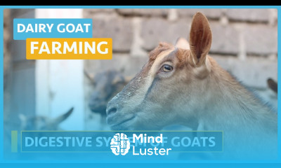 Dairy Goat Farming Lesson 7 Digestive System