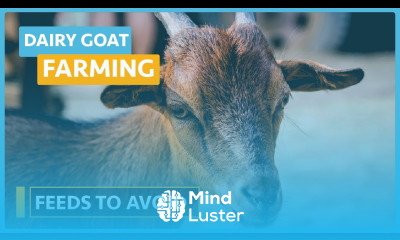 Dairy Goat Farming Lesson 12 Feeds to Avoid