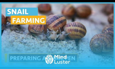 Snail Farming Lesson 4 Covering Preparing the Pen