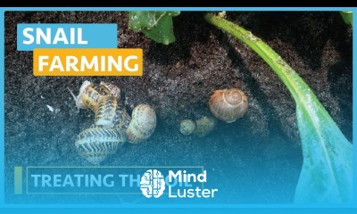 Snail Farming Lesson 5 Treating the Soil