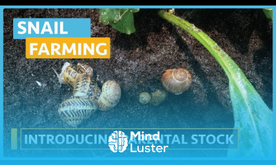 Snail Farming Lesson 6 Snail Farming in a Wooden Pen