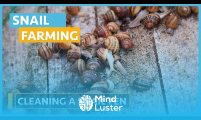 Snail Farming Lesson 8 Cleaning the Pen