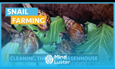 Snail Farming Lesson 11 Cleaning the Snail Greenhouse