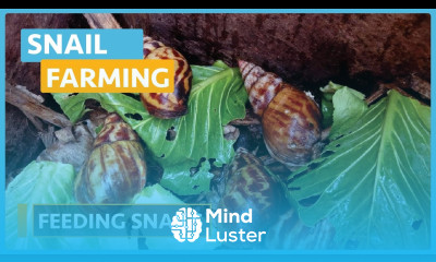 Snail Farming Lesson 12 Feeding Snails