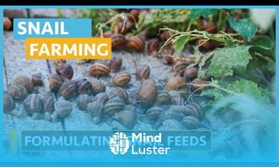 Snail Farming Lesson 13 Feeding Snails in a Wooden Pen
