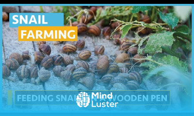 Snail Farming Lesson 14 Preparing Formulated Feeds