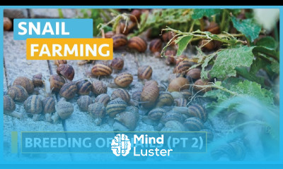 Snail Farming Lesson 16 Breeding and Increasing the Stock Part 2