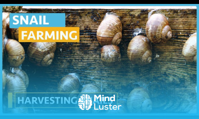 Snail Farming Lesson 18 Harvesting Snails